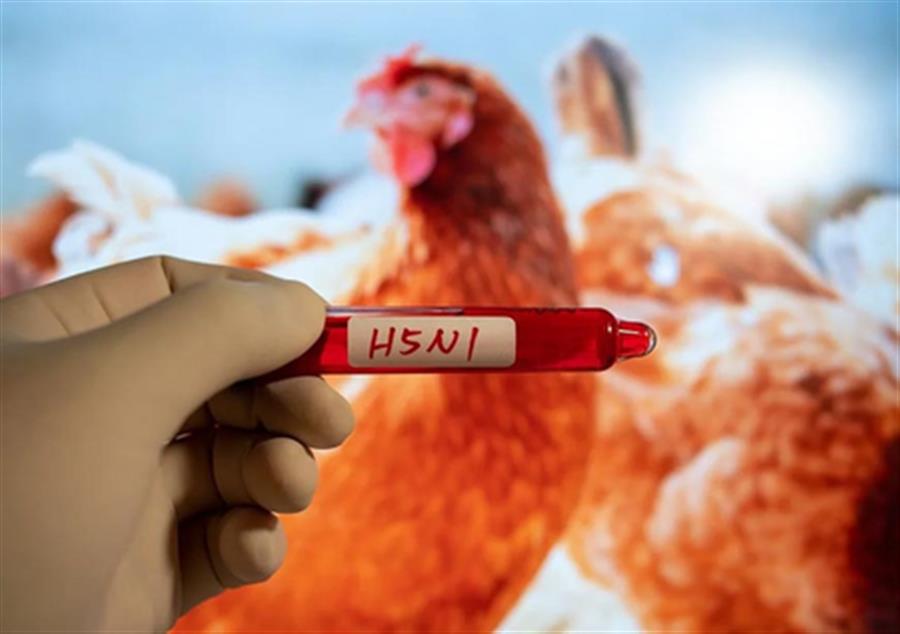 Australia: First case of H5N1 bird flu reported in Sydney