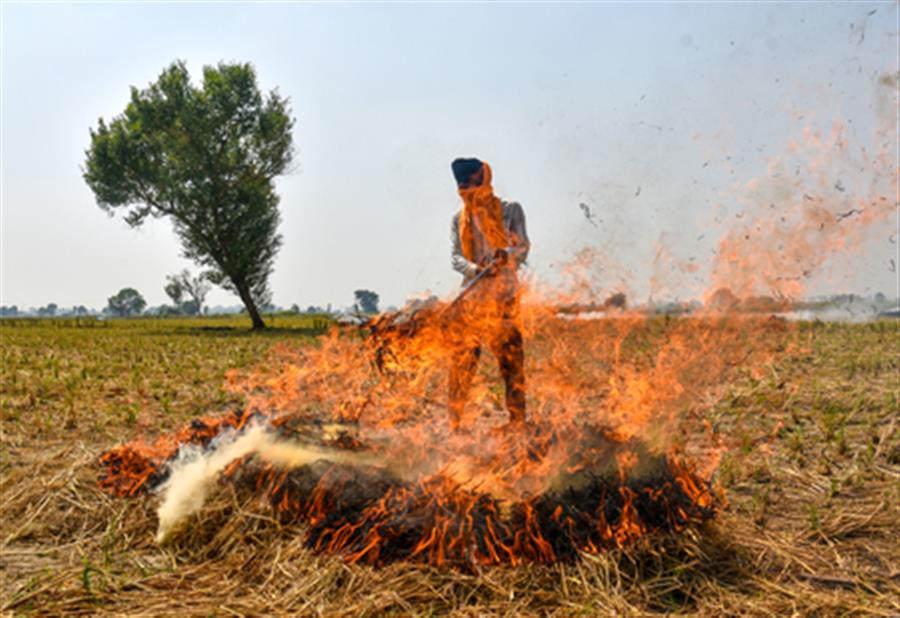 Punjab reports over 700 stubble burning incidents; 24 FIRs registered
