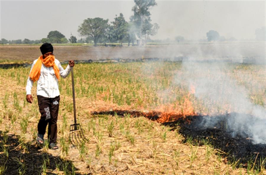 Punjab records 1,007 stubble-burning cases; Tarn Taran tops list with 397 incidents